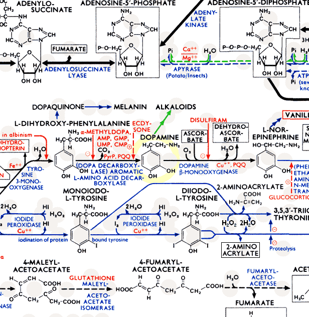 Dopamine Chart