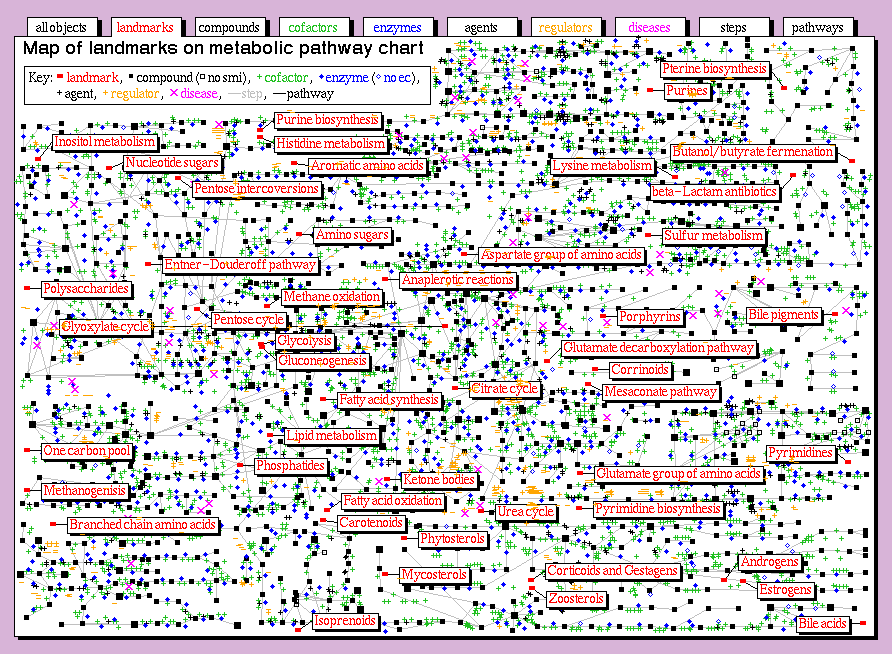 Chart Of Metabolic Pathways